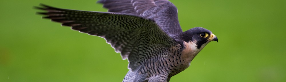 Oregon Falconers Association