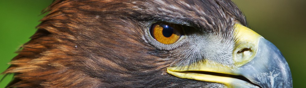 Oregon Falconers Association